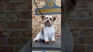 Doggy Daily Episode 276: Cally the Biewer Terrier  #biewerterrier #doggrooming