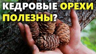 Польза кедровых орехов | Чем полезны кедровые орехи?