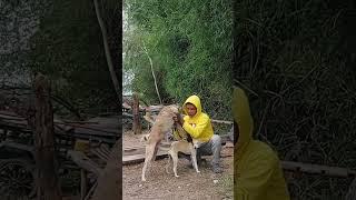 Busy breeding dogs
