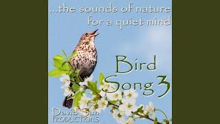 Bird Song 3