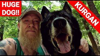 Huge Blue Bay Shepherd at Mississippi River Dog Park