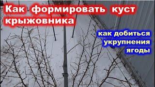 ОБРЕЗКА куста КРЫЖОВНИКА на укрупнение ягоды