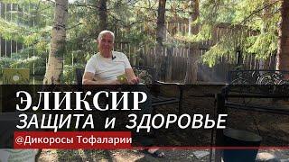 Эликсир  защита и здоровье #Дикоросы Тофаларии