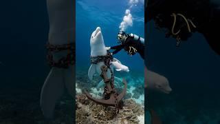 A smart walking baby beluga whale calls on people to rescue the mother beluga whale #marinelife