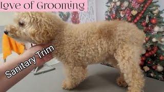 How to trim around a dogs anus different ways | Demonstrating with several Dogs