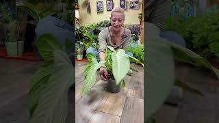 Растение цвета тиффани  #домашниерастения #plants #цветы #комнатныерастения #цветыдлядома #сорт