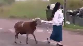 Забияка