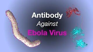 Science Talk: Antibody Neutralizes Two Deadliest Ebola Virus Species