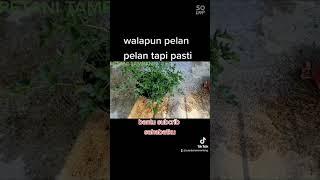 rekaman sendiri penuh kesabaran #semoga #tranding #semangat #berjuangberkreasi