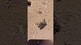 Killer ants vs House flies   Full video on channel