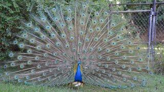 Завораживающий свадебный танец павлина. Peacock dance