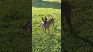 Ready to play #shorts #fyp #dog #belgianmalinois #viral
