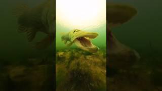 When the pike prefers to play with the camera ‍️ #pike #fishing #underwaterworld