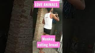 animal lover,animal lover status,#animal lovers,animal,animal lover ranu,#shorts