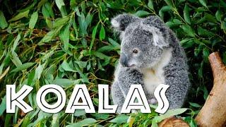 All About Koalas for Kids: Koalas for Children - FreeSchool