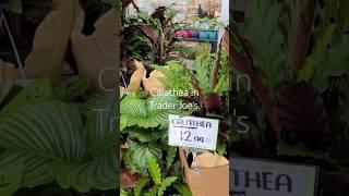 $12.99 Calathea in Trader Joe's  #jaclynnsjungle #plantshopping #calathea