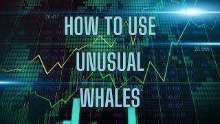 Day Trading for Beginners: How to use Unusual Whales