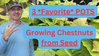 FAVORITE Pots for Growing CHESTNUT SEEDS!