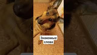 реакция на знакомые слова #funnyvideo #овчарка #немецкаяовчарка #прикол #прикольноевидео #gta