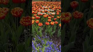 Part 3 #tulip #festival #ottawa #canada #flowers #may2024 #laniwonderwoman #lanibacalzo