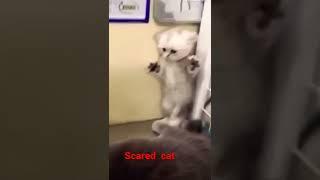 Scared cat #shorts