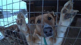 СЪЕЗДИЛ в ПРИЮТ для БЕЗДОМНЫХ ЖИВОТНЫХ "БЕРЕГИНЯ"