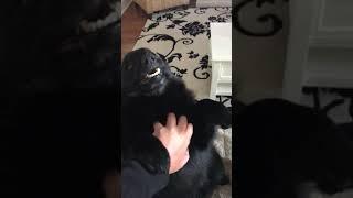 Dog Begs Owner to Pet Him By Moving His Paws - 1214696