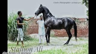  famous stallion Ali kiralgarh 