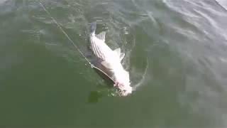 Lake Murray, SC Striper Fishing: Single Pole Fast Retrieving Ben Parker 8" Flutter Spoons