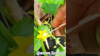 How To Hand Pollinate Cucumber Plants For Maximum Yield | Garden Tip