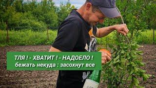 ТЛЯ погибает на 100% за одну обработку! Средство которое есть у каждой домохозяйки