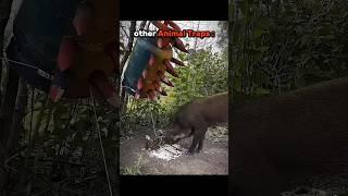 Other Animal Traps VS This One️
