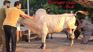 Home Qurbani Sultan  2024 - Home Qurbani Brownie and Jojo 2024 - Dangerous Cow Qurbani 2024