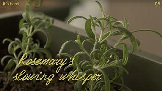 Tiny and tenacious, the rosemary teaches me to embrace life's pace