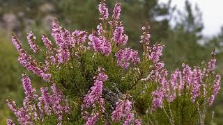 Растение Вереск обыкновенный (Calluna vulgaris). Польза и рецепты Вереска