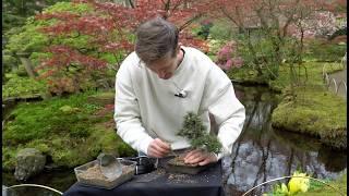 Making a Pine Bonsai tree