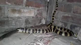 Banded Krait- Killing Russell's Viper