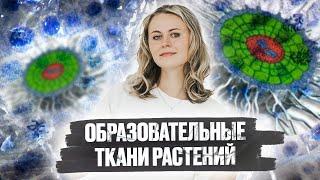 Образовательные ткани растений | Меристемы | Биология ЕГЭ