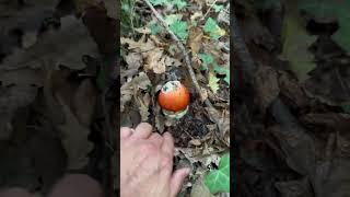 Sezar mantarı, #mantarlar #mushroom #autumn