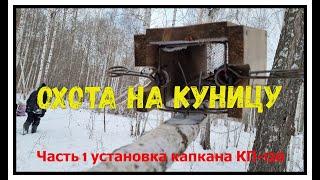 Охота на куницу капканами часть №1