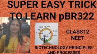 SUPER EASY TRICK TO LEARN pBR322 PLASMID CLASS 12 NEET