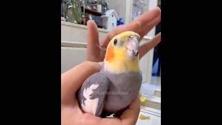 Cute Pika Pika Peekaboo  #cockatielscraze #birdscharm #birdsinging