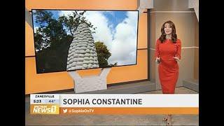 Field of Corn with Osage Orange Trees