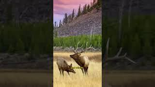 Yellowstone National Park - Myths and Facts (Part 2) #yellowstonenationalpark #myths #facts