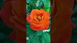 Easy and Beautiful Flower Garden Inspiration // How to Create a Stunning Garden(easy decor)-#6047