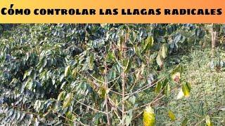 How to control root ulcers in coffee crops