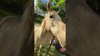 Jax is a Very Smart Horse #short #shorts #video