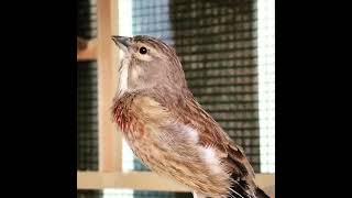 Linnet - Pardillo - Fenello - Carduelis Cannabina - Linaria #bird #jilguero #viral