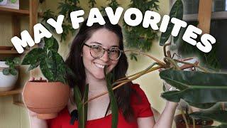 May Favorites! my new watering set up, huge philodendron, & more!