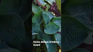 Hosta Abiqua Drinking Guard #hosta # Abiquadrinkingguard 31.05.2023